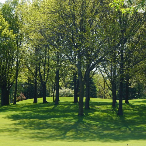 park with trees