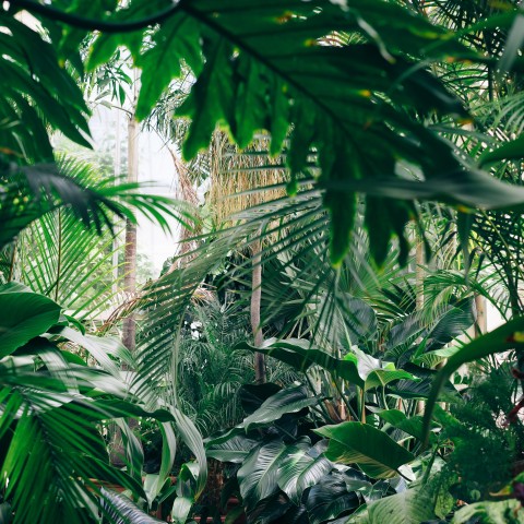 wide shot of many plants