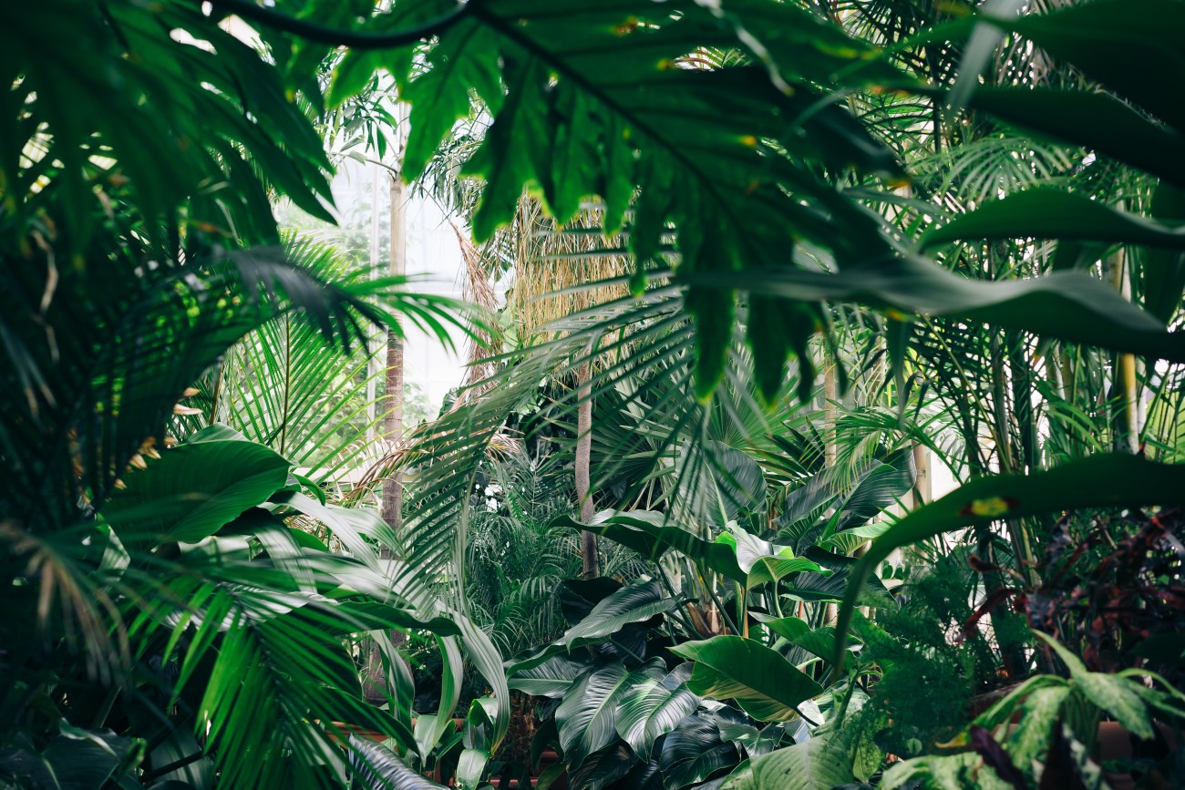 wide shot of many plants