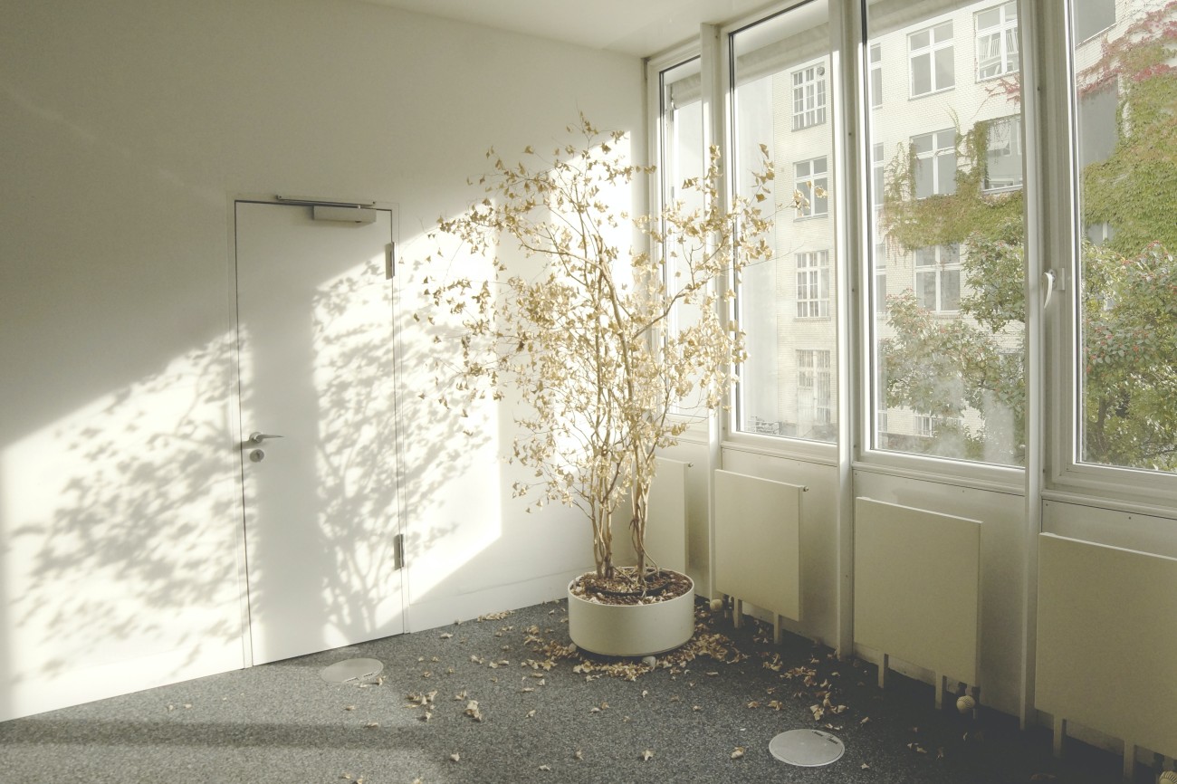plant by windows